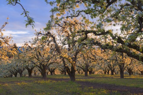 Blooming orchard, Hood River. Hood River, Oregon, USA.
Photo : Gary Weathers