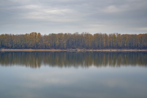 Forest reflecting in tranquil water. Columbia River, Oregon, USA.
Photo : Gary Weathers