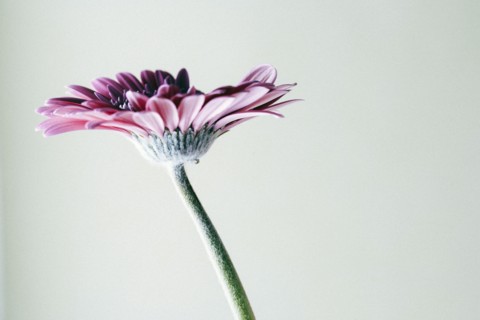 Studio shot of gerbera flower.
Photo : Kristin Lee