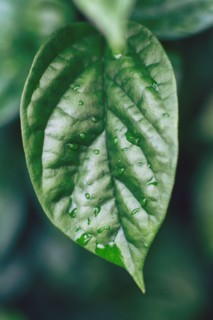 Raindrops on leaves.
Photo : Kristin Lee