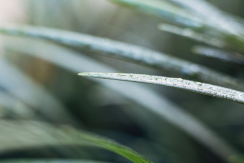 Raindrops on blade of grass.
Photo : Kristin Lee