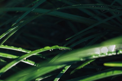 Raindrops on blade of grass.
Photo : Kristin Lee