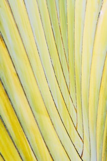 Close-up of palm leaf.
Photo : Kristin Lee