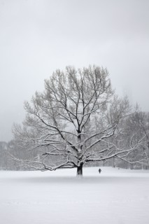 Tree in park at winter.
Photo :  Winslow Productions