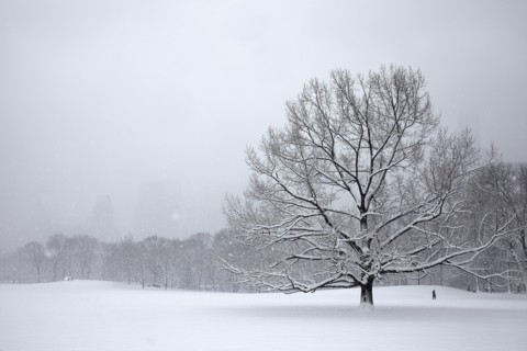 Tree in park at winter.
Photo :  Winslow Productions