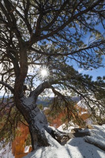 View of pine tree in Bryce Canyon.
Photo : Gary Weathers