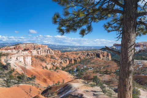 View of pine tree in Bryce Canyon.
Photo : Gary Weathers