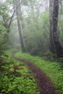 Footpath in forest.
Photo : Gary Weathers