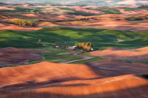 Farm on wheat field.
Photo : Gary Weathers