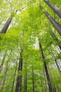 View of tall trees.
Photo : Tetra Images