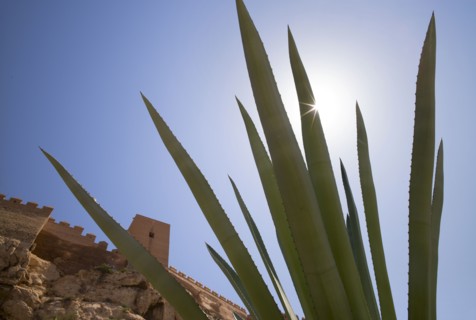 Agave plant. Almeria, Spain.