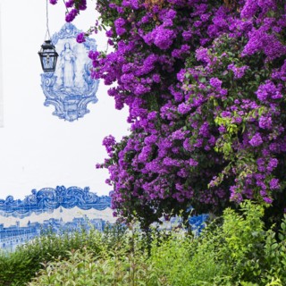 Purple flowers in front of tiled Santa Luzia Church facade. Lisbon, Portugal.