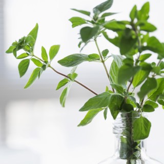 Oregano in bottle.