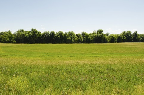 View of meadow