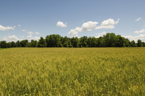 View of meadow