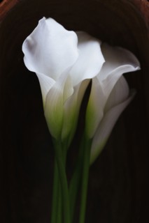 Studio shot of Calla Lily