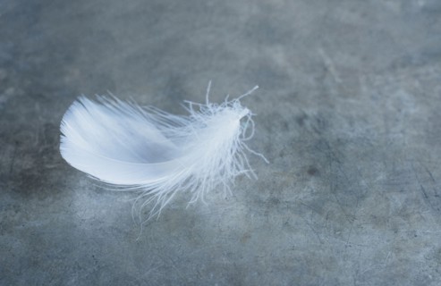 Studio shot of white bird's feather