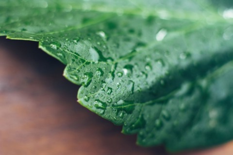 Studio shot of wet leaf