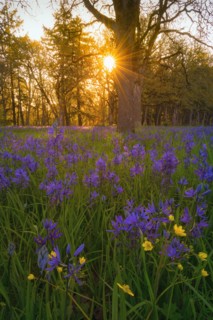 Camas in meadow