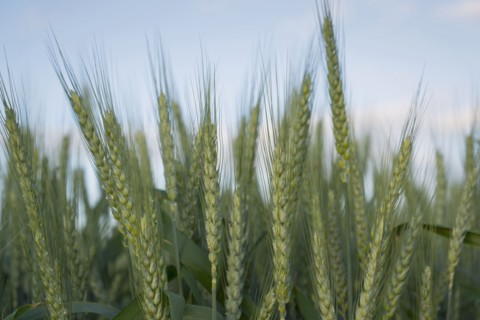 Wheat in field
