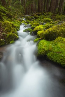 Stream in forest
