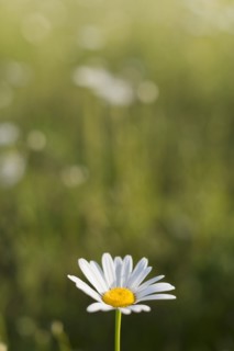 Focus on daisy flower