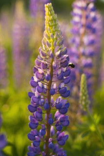 Focus on lupine flower
