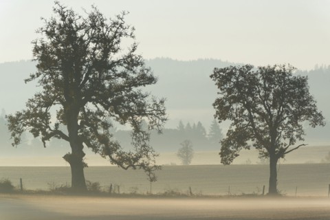 Oak trees on foggy day