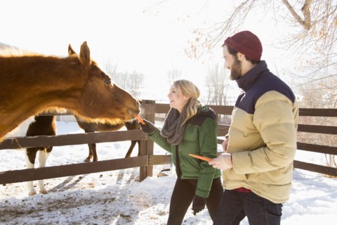 Young couple feeding horse with carrots