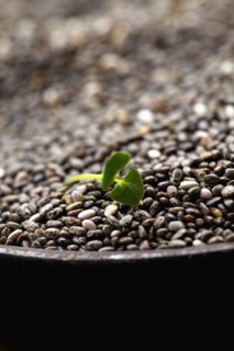 Close-up of china seeds and sprout