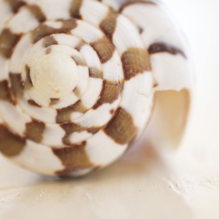 Studio shot of seashell.