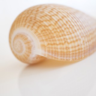 Studio shot of seashell.