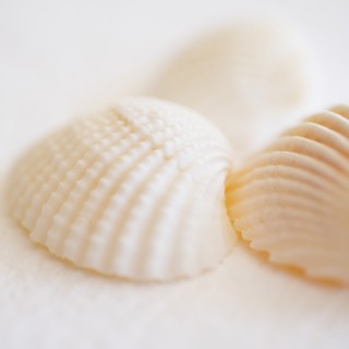 Studio shot of seashells.