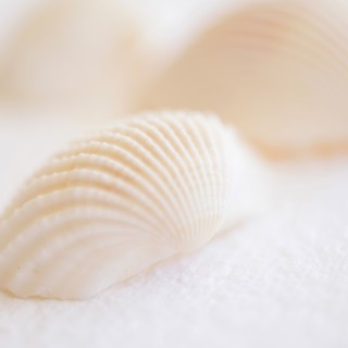 Studio shot of seashell.