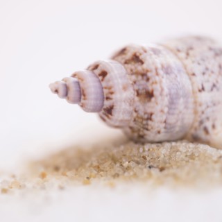 Studio shot of seashell.