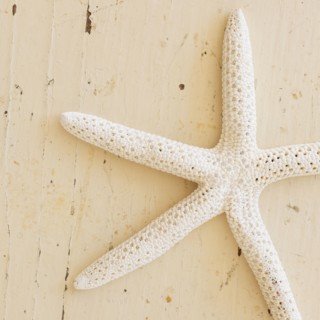 Studio shot of starfish.