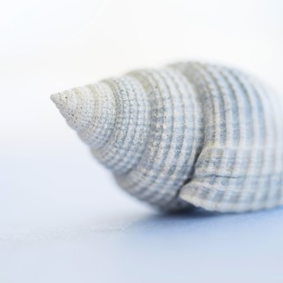 Studio shot of seashell.