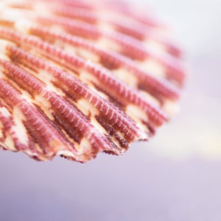 Studio shot of seashell.