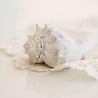 Studio shot of seashell.