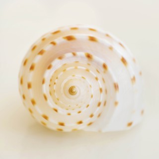 Studio shot of seashell.