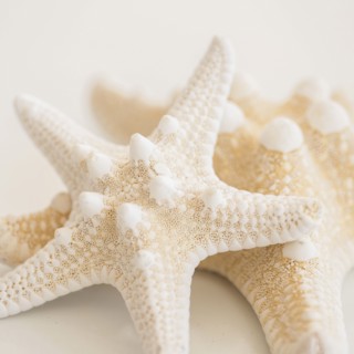 Studio shot of starfish.