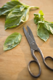 Studio shot of scissors and basil leaves