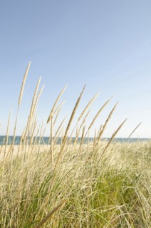 Close-up shot of stems of marram grass with sandy beach in background