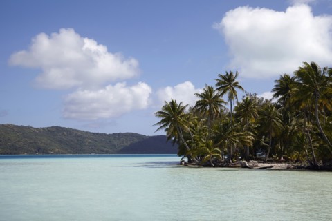 Palm trees on tropical island