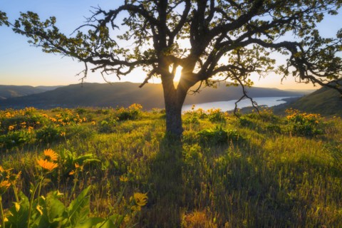 Sun shining through tree on hill