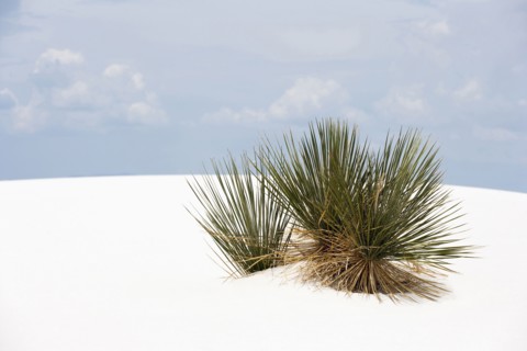 Landscape of sand dunes and plant