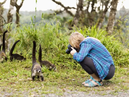 Woman taking photos of coatis living in the wild