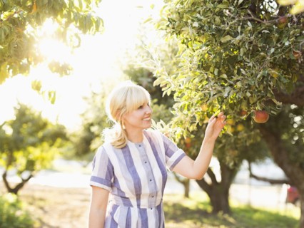 Woman picking apples in orchard