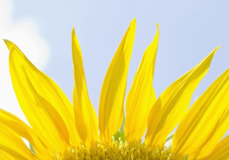 Close-up view of sunflower petals