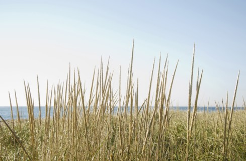 Dune grass on beach